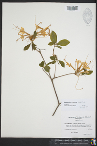 Rhododendron canescens image