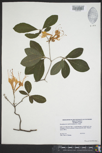 Rhododendron cumberlandense image