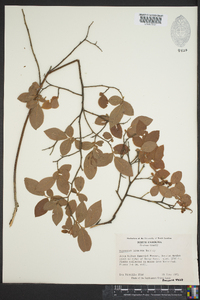 Vaccinium hirsutum image