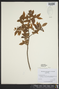 Vaccinium fuscatum image