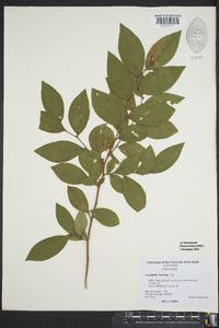 Vaccinium fuscatum image