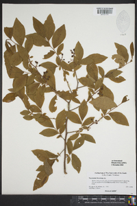 Vaccinium fuscatum image