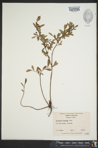 Vaccinium tenellum image