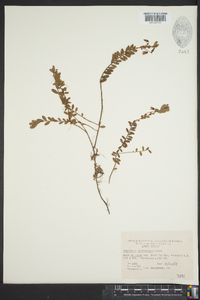 Vaccinium macrocarpon image