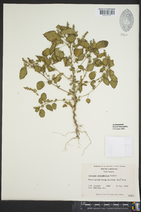 Acalypha ostryifolia image