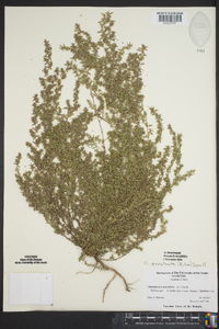 Euphorbia prostrata image