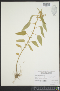 Croton capitatus image