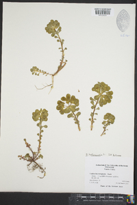 Euphorbia helioscopia image