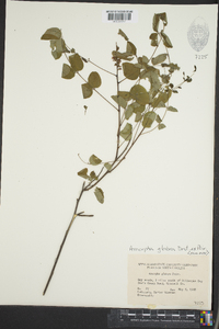 Amorpha glabra image