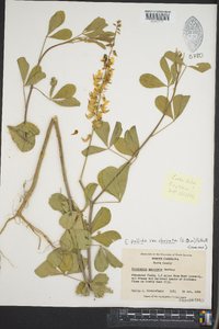 Crotalaria pallida image