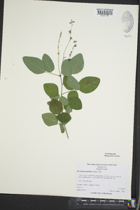 Desmodium glabellum image