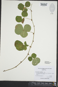 Desmodium rotundifolium image