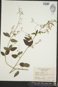 Desmodium viridiflorum image