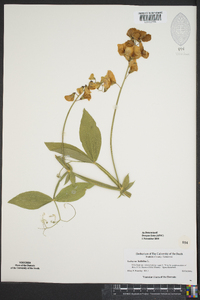 Lathyrus latifolius image