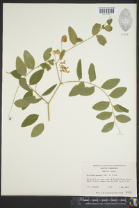 Lathyrus venosus image