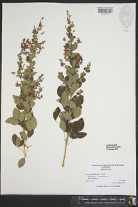 Lespedeza bicolor image