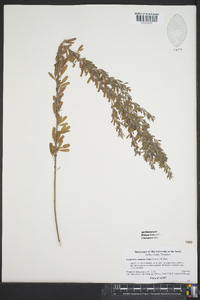 Lespedeza cuneata image