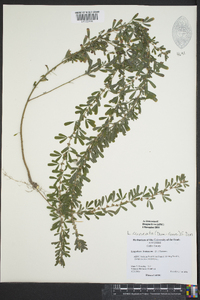 Lespedeza cuneata image