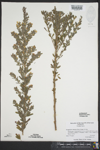 Lespedeza cuneata image