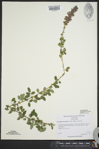 Lespedeza intermedia image