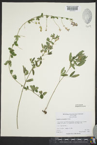 Lespedeza procumbens image