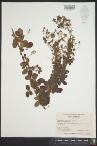 Lespedeza procumbens image