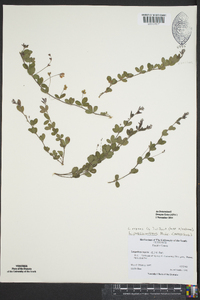 Lespedeza repens image