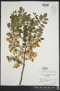 Robinia hispida var. rosea image