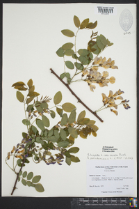 Robinia hispida var. rosea image