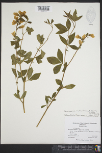 Thermopsis mollis image