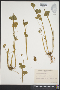 Trifolium incarnatum image