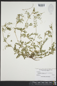 Vicia sativa subsp. nigra image