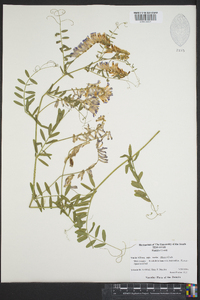 Vicia villosa subsp. varia image