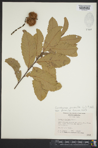 Castanea pumila var. pumila image