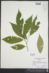 Castanea dentata image