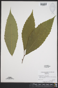 Castanea dentata image