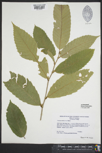 Castanea mollissima image