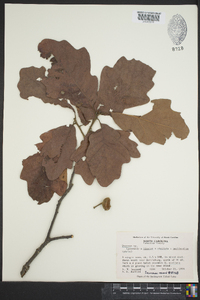 Quercus bicolor image