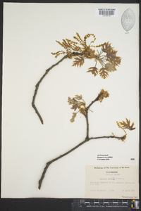 Quercus coccinea image