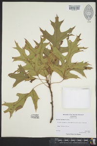 Quercus coccinea image