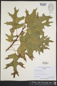 Quercus coccinea image