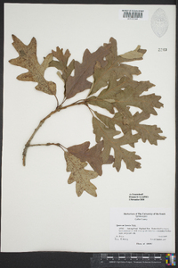 Quercus lyrata image