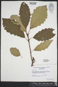 Quercus montana image