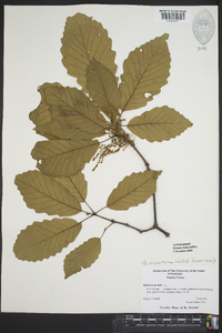 Quercus montana image