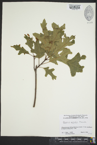 Quercus palustris image