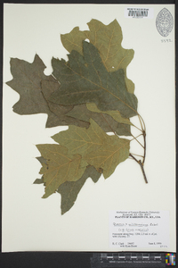 Quercus x willdenowiana image