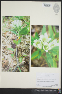 Gentiana villosa image