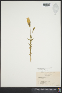 Gentianopsis crinita image