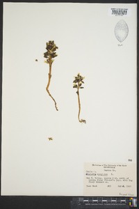 Obolaria virginica image