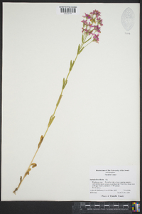 Sabatia brachiata image